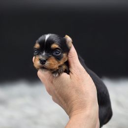 Boy 1 - Black and tan male Yorkshire Terrier puppy in Craig, Colorado from Yampa Valley Yorkies