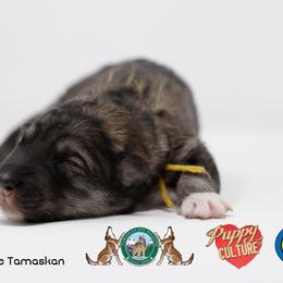 Yellow collar - Red gray agouti female Tamaskan puppy in Greater Harrisburg Area, Pennsylvania from Hawthorne Tamaskan