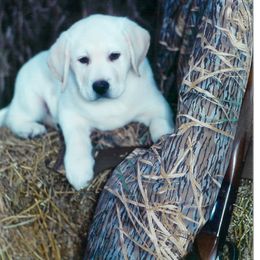 Labrador Retriever All Grown Up from Lake Wood Labrador's