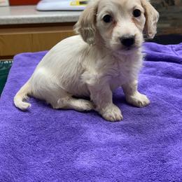 Pearl - Dapple female Dachshund puppy in Wisconsin from Three K Miniature Dachshunds