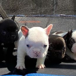 French Bulldogs from Nola Boy Frenchies