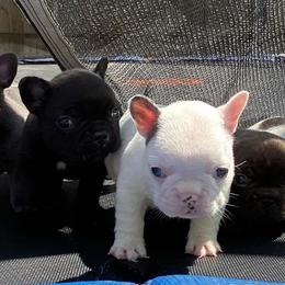 French Bulldogs from Nola Boy Frenchies