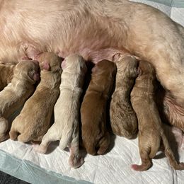 Goldendoodle Puppies from Kingwood Goldendoodles