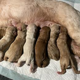 Goldendoodle Puppies from Kingwood Goldendoodles