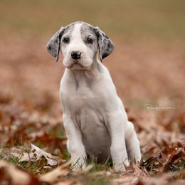 Mary - Great Dane puppy from Foto Danes