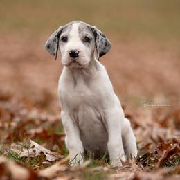 Mary - Great Dane puppy from Foto Danes