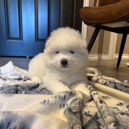 Girl 3 - White female Samoyed puppy in Oregon City, Oregon from White Cloud Samoyeds