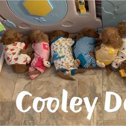 Goldendoodle Puppies from Cooley Doodles