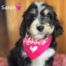 Sarah - Black tri-color female Aussiedoodle puppy in Lancaster, Minnesota from Finney Ranch