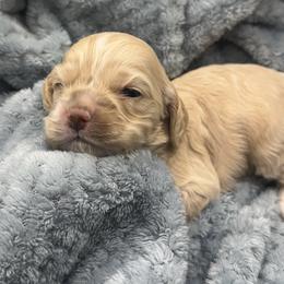 Teddy - Buff and white male Cocker Spaniel puppy in Oklahoma City, Oklahoma from BRX Country Cockers LLC