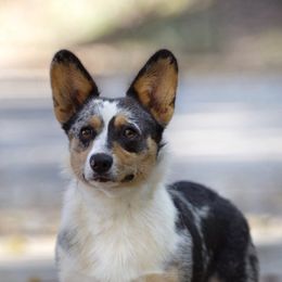 Willow - American Corgi