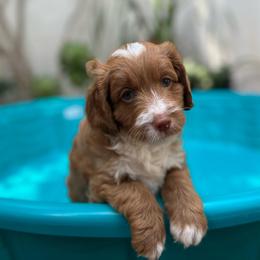 Big Boy - Dark golden male Double Doodle puppy in Marina Del Rey, California from Super Double Doodles
