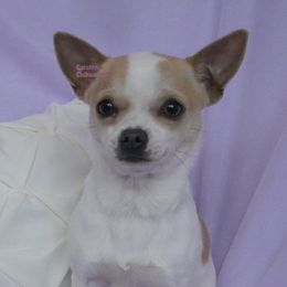 Sandy - Chihuahua