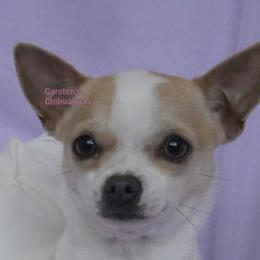 Sandy - Chihuahua