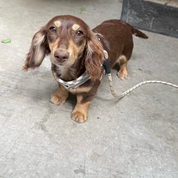 Bailey - Dachshund