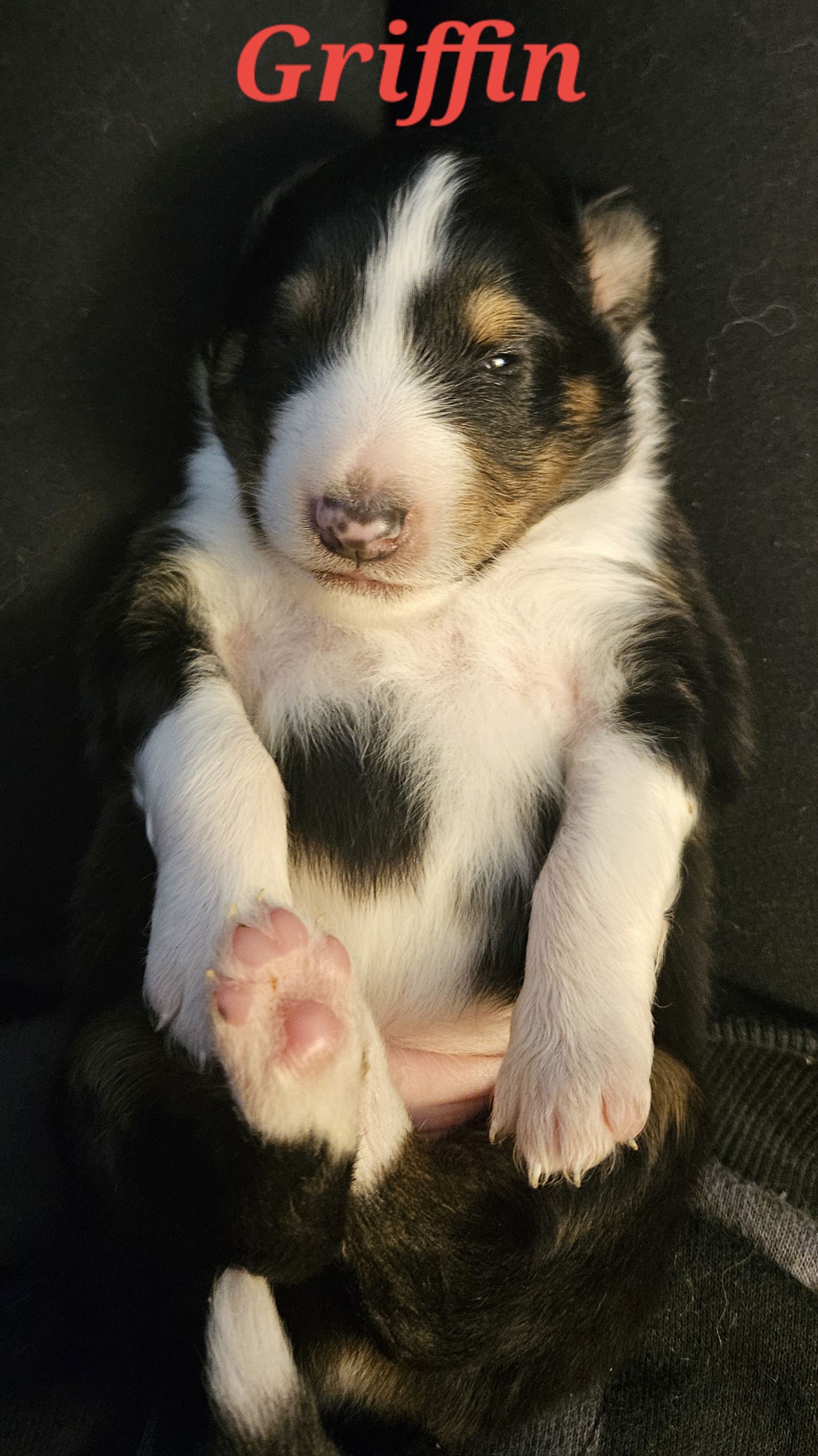 Shetland Sheepdog Puppies from Henotic Homestead's Shetland Sheepdogs