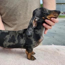 Nash - Dachshund