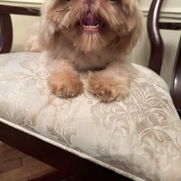 Shih Tzu puppies from Sunnybrook Shih Tzu