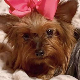 Boo - Yorkshire Terrier