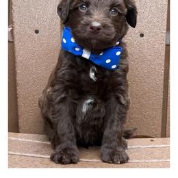 Mister Blue - Chocolate male Australian Labradoodle puppy in Wake Forest, North Carolina from Lucky Country Labradoodles