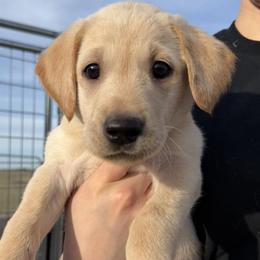 Boy 4 - male Labrador Retriever puppy in Britton, South Dakota from FR Labs