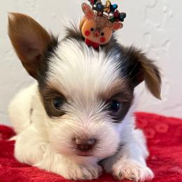 Baby Yoda - Parti male Yorkshire Terrier puppy in Los Angeles, California from 818 Yorkies