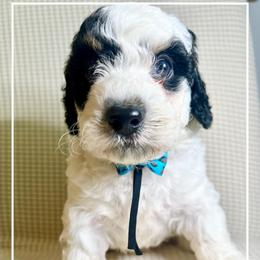 XYLO - Black and white male Bernedoodle puppy in Houston, Texas from Pia’s Doodle Poodle Wag