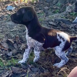 Stitch - female German Shorthaired Pointer puppy in Oxford, Ohio from LyonHeart