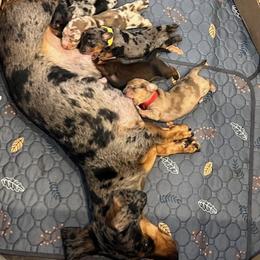 Dachshund Puppies from Harrington Dachshunds