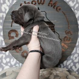 Black Collar - Blue male Great Dane puppy in Alton, Illinois from Show Me Great Danes and Basset Hounds