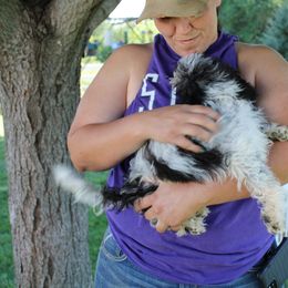 Aussiedoodle, Miniature Australian Shepherd, Poodle, and Toy Australian Shepherd Puppies from Mowry Creek Mini Aussiedoodles and More