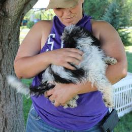 Aussiedoodle, Miniature Australian Shepherd, Poodle, and Toy Australian Shepherd Puppies from Mowry Creek Mini Aussiedoodles and More