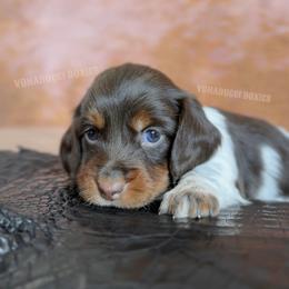Dolly Parton - Piebald female Dachshund puppy in Chandler, Arizona from Vonaducci Doxies, LLC.