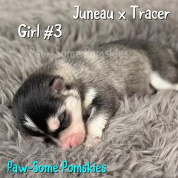 Girl 3 - Silver female Pomsky puppy in Krum, Texas from Paw-Some Pomskies