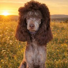 Australian Labradoodles, Bernedoodles, Goldendoodles, Poodles, and Sheepadoodles from Sutton Place Doodles
