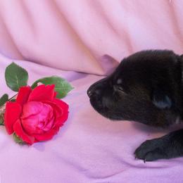 Black boy 1 - Black male German Shepherd puppy in Oxford, Arkansas from Atlas Shepherds