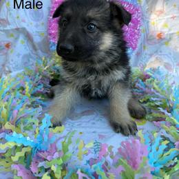 Male 2 - Bi-color male German Shepherd puppy in Holladay, Tennessee from Mercedes Gumbel