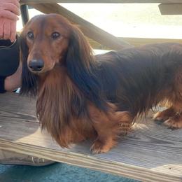 VLADIMIR - Dachshund