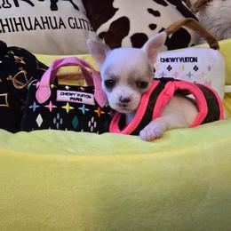 Pippy - Merle female Chihuahua puppy in Amity, Pennsylvania from Baxters Chihuahuas