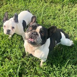 French Bulldog and Neapolitan Mastiff All Grown Up from Unique Uprisings