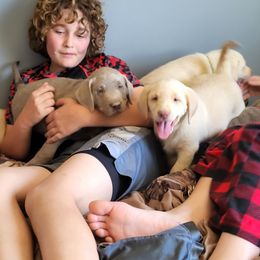 Dilute Retriever and Labrador Retriever Puppies from Southernend Silvers