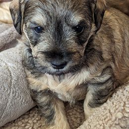 Girl 1 - Schnoodle puppy in Holmesville, Ohio from Pawsome Puppies