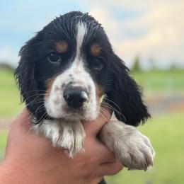 Boy 3 - Black white and tan male English Springer Spaniel puppy in Fort Meade, Florida from Lake in the Hills Springers