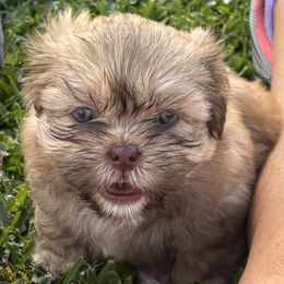 Shih Tzu Puppies from Staci Paysinger