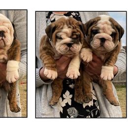 Bulldog Puppies from Big Pine Bulldogs