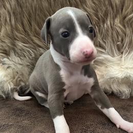 Italian Greyhounds from Shanda's Italian Greyhounds