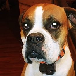 Scout - Boxer