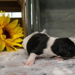 Miniature American Shepherd Puppies from Kubes Mini Aussies