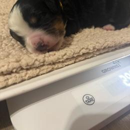 Honor - Black rust and white male Bernese Mountain Dog puppy in Redlands, California from Country Feels Ranch