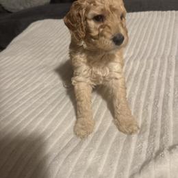 Chris blue - Apricot male Goldendoodle puppy in Fayettville Ar, Arkansas from Ozark Bulldogs and doodles
